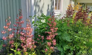 Jan Ågrens trädgård i Överklinten.