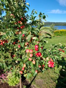 Barbro Kvists trädgård i Vännäs.